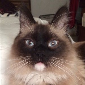 Meet your Posher, Angelica